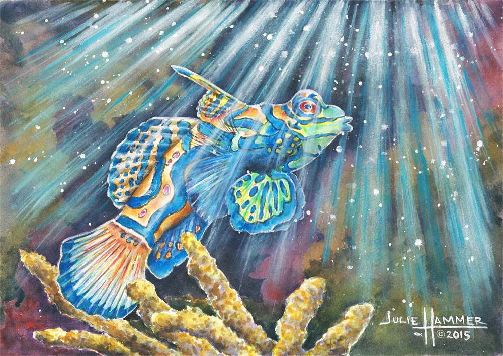 Mandarin Fish watercolor painting by Julie Hammer, artist