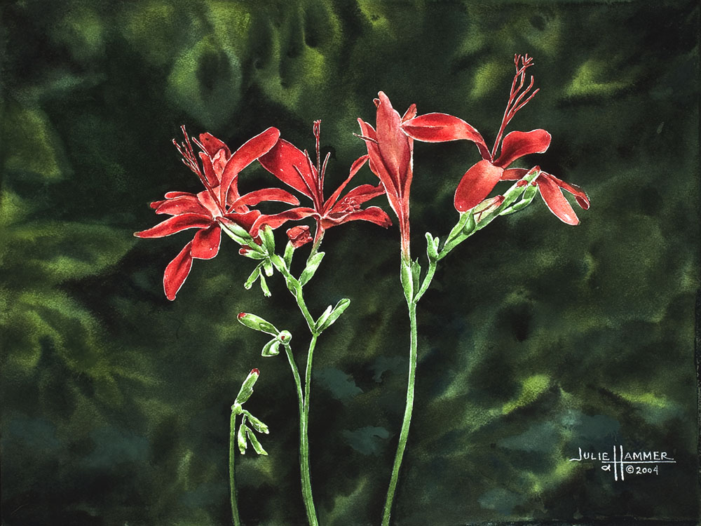 Red Candy Lily watercolor painting by Julie Hammer, artist