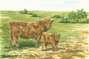 Shelton Cattle