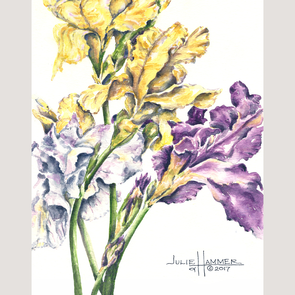 Iris on White watercolor painting by Julie Hammer, artist